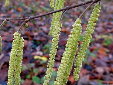 Fenolijn 035-6711338