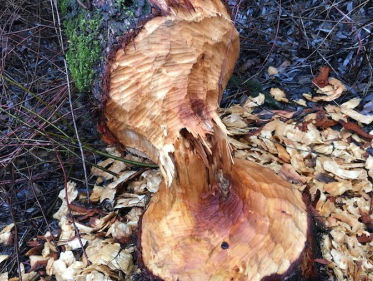 Gaat het te goed met de bever?