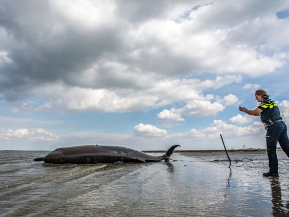 Waarom stranden er zoveel butskoppen?