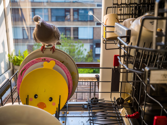 Nederlander wint World Press Photo in de categorie Natuur