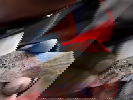 Ontdekking over gedrag dinosauriërs