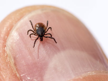 Een tekenbeet... en dan?