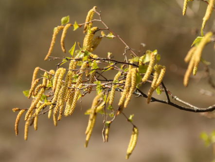 Is het Corona of hooikoorts?