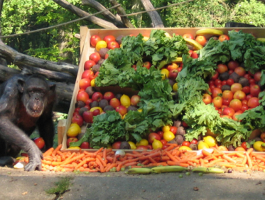 Jan van Hooff over de chimpanseeonderzoekster Jane Goodall
