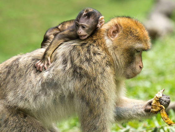 Leiderschap binnen een apenkolonie