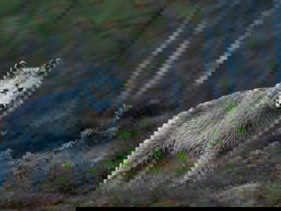 Dood gevonden wolf was doodgeschoten