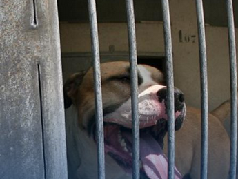 Advocaat Iaira Boissevain en verslaggever Sander Bartling over herplaatsing vechthonden uit dierenasiel in Spraakmakers