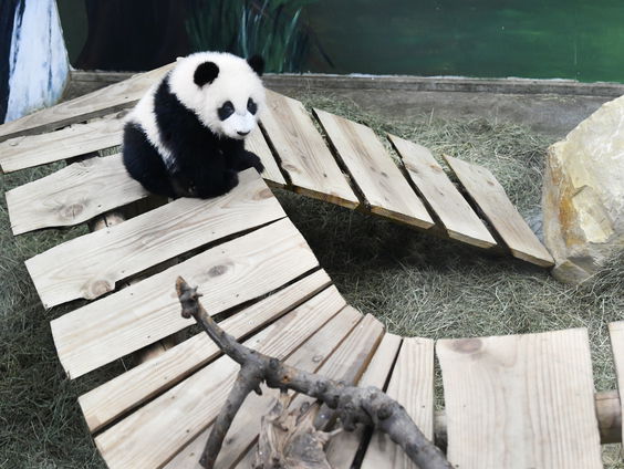 Pandababy Fan Xing mag naar buiten