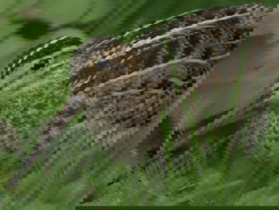 Poelsnippen trekken extreem hoog