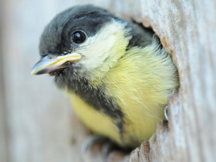Jonge koolmezen breken nog in het ei botjes door kalkgebrek