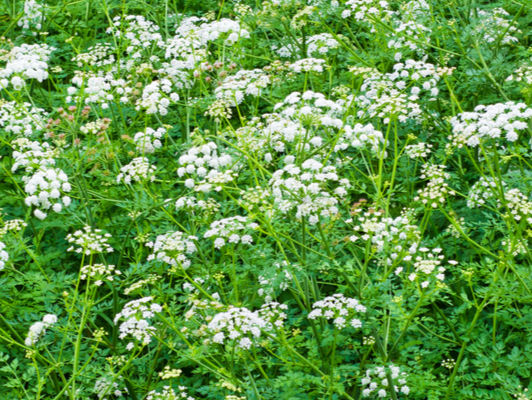 Socrates-doder de Gevlekte Scheerling rukt op