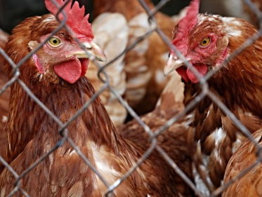 'Nederlandse overheid steunt export van dierenleed'