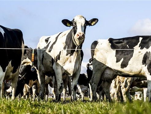 'Radicale verandering is nodig om onze leefomgeving te laten bestaan'