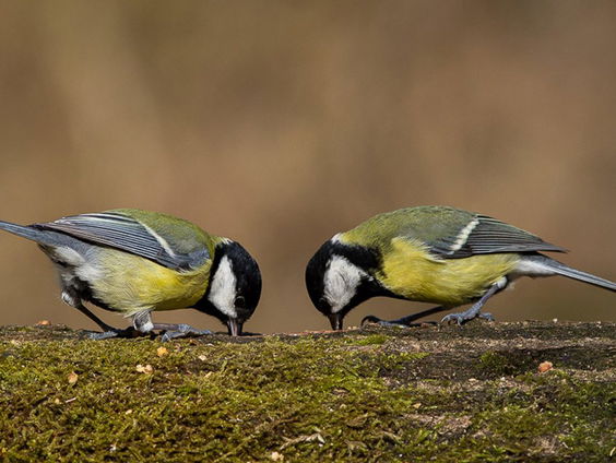 Schieten vogels elkaar te hulp