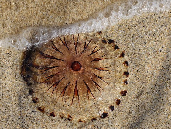 Gestoken door een kwal? Dit kun je ertegen doen