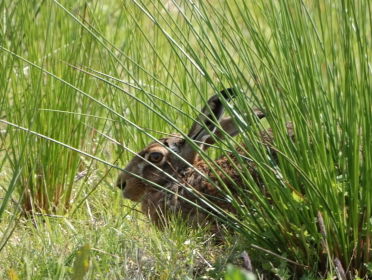 Geen pasen zonder hazen