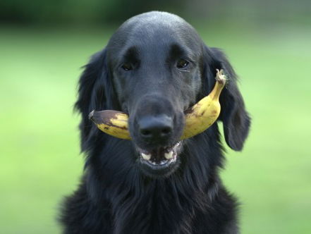 Waarom je hond geen fruit hoeft te eten