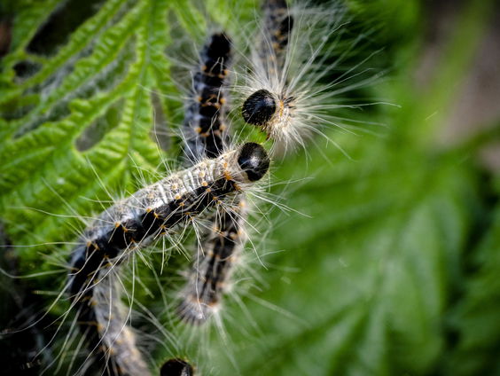 Is de eikenprocessierups binnenkort verleden tijd?