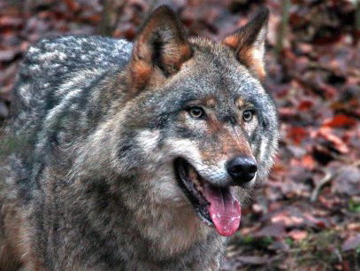 Kunnen we iets doen tegen de wolf die schapen doodt?