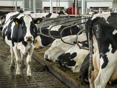 'Koe moet verplicht in de wei'