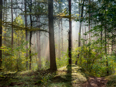 Is natuurbegraven wel zo goed voor de natuur?
