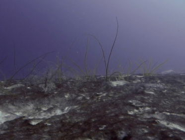Blauwalgen bedreigen het koraal