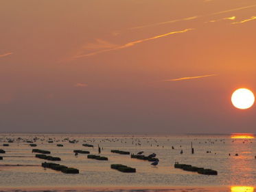 Onderzoek naar en herstel van vogeleiland Griend