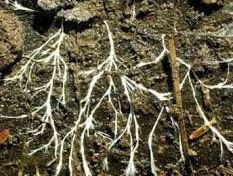 De schimmel uit de razend populaire serie 'The Last of Us'