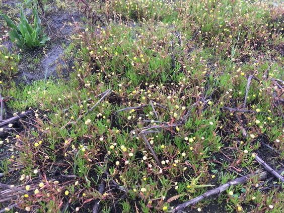 De goudkust van de Markerwadden
