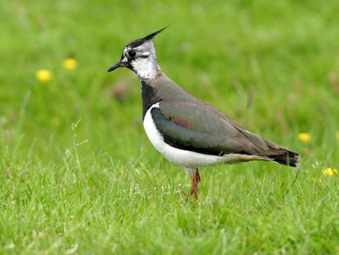 Vogels in het Vlaams