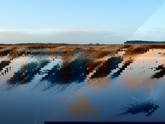 Duitse milieuprijs voor Nederlandse veenprofessor