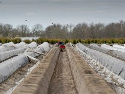 Bedreigt corona de voedselvoorziening?