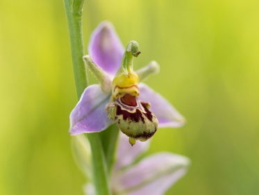 Gevolgen hitte voor de natuur