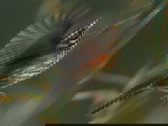 Fenolijn 31 oktober 2021