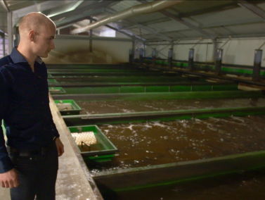 Nederlandse duurzame vis komt niet in supermarkt