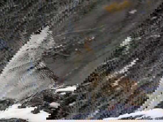 De wolf hoort niet thuis in Nederland