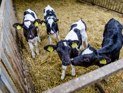 Kalveren sterven in Nederland opvallend veel