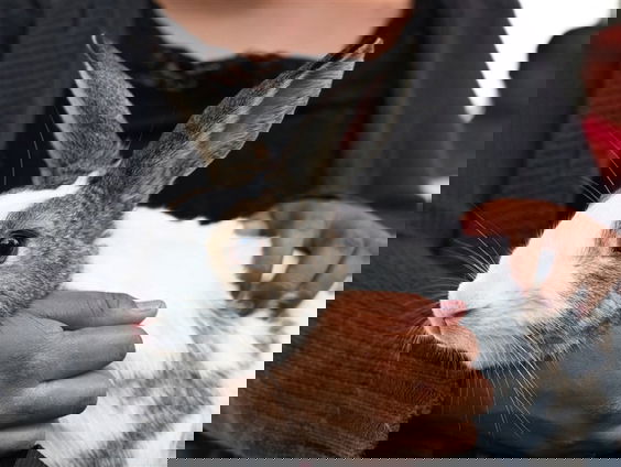 Stand.nl: Met de nieuwe dierenwet slaan we door in dierenwelzijn