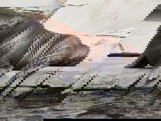 Verdwaalde walrus gespot bij Schiermonnikoog