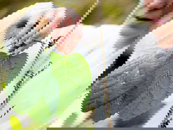 Bladvlo lijkt effectief in bestrijding Japanse duizendknoop