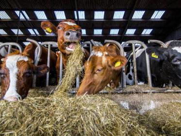 Tekort aan hooi door droogte