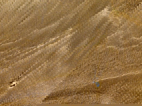 Mammoetbotten en zwijnenpoepfossiel gevonden bij strandstruindag