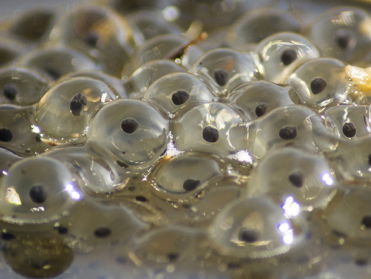 Kikkerdril tellen in de vijver