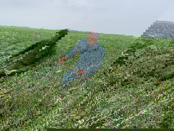 Bioboeren maken zich zorgen over oogst door aardappelziekte