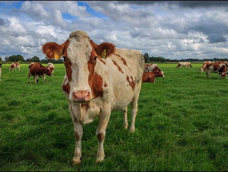 Het Taalloket: koe of koei