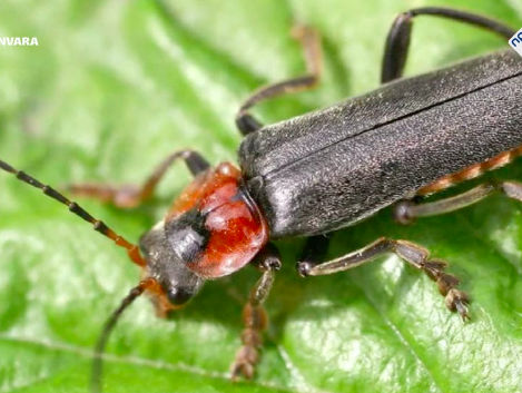 Kleine rode weekschildkever