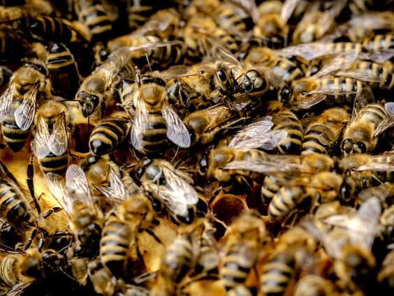 Honingbijen in Amsterdam moeten worden teruggedrongen