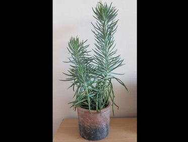 Marije zoekt man met vetplant