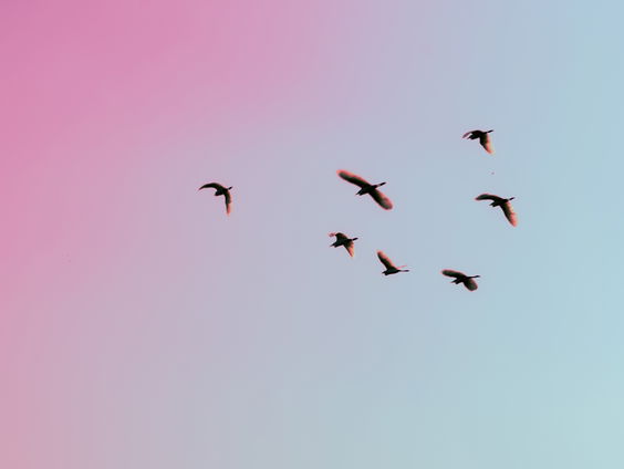 Annemieke kopte ‘m zelf al in: zaterdag in het teken van Alle 13 ‘Vogel’