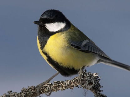 Romeijns vogeltje is gevlogen